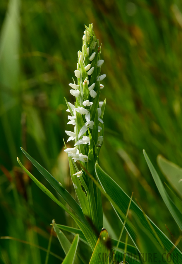 Spiranthes romanzoffiana [400 mm, 1/320 sec at f / 29, ISO 1600]